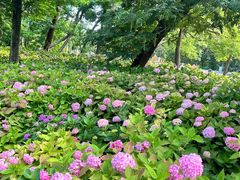 -上海共青森林公园