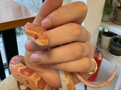 -吉丁鸟咖·异宠·寄养