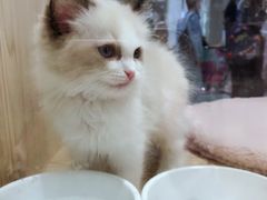 -屋虎猫馆(宝安大仟里店)
