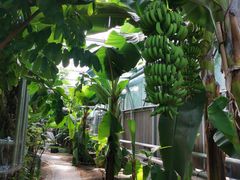 -呀路古热带植物园