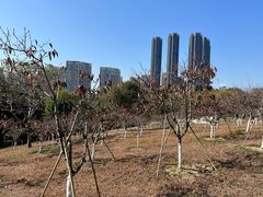 -聚龙山公园