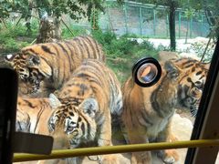 -栾川竹海野生动物园