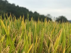 -阿信厚吐司(曾厝垵店)