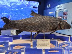 -千岛湖鱼味馆(十字街总店)