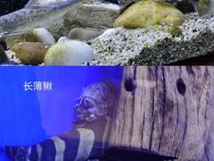 -上海海洋水族馆