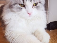 撸猫猫-猫腻·猫咖·撸猫馆(星光大道店)