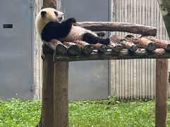-卧龙中华大熊猫苑神树坪基地