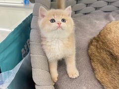 -lincat·猫舍(广州店)