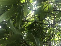 -火炉山森林公园