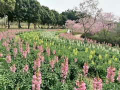 -天适樱花悠乐园