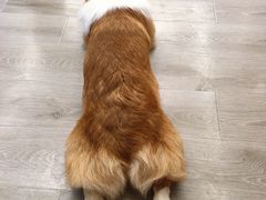-浣熊柯尔鸭土拨鼠·电玩咖
