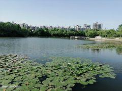 -新江湾城公园