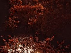 -上海滨江森林公园