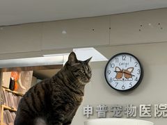 -申普宠物医院·心脏介入·心血管微创(总院)