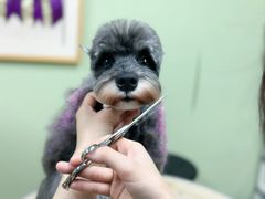 -鑫艺宠物美容培训学校