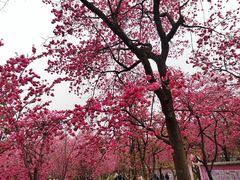 -昆明动物园