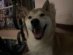 -喜柴咖啡·柴犬狗咖