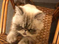 -猫色咖啡·猫咖