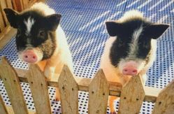 -萌宠亲子动物乐园(槐房万达店)