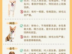 -翊宠yipet猫狗购宠庄园犬舍•猫舍