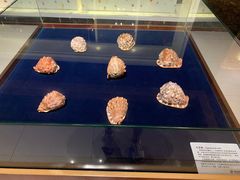 -青岛贝壳博物馆