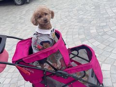 -斯普瑞斯奥特莱斯