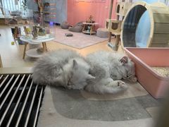 -喵宠乐园·撸猫互动·猫舍