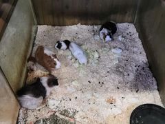 -上海大自然野生昆虫馆(东方明珠·爬宠昆虫探索中心)