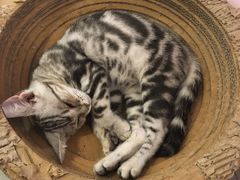 -三花喵·撸猫购宠·宠物生活馆(虹桥南丰城店)