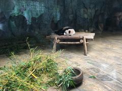 -深圳野生动物园