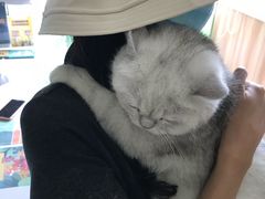 -瑞鹏宠物医院·骨科·猫科·内科(第一中心)