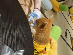 -逗柴咖啡屋·狗咖猫咖宠物桌游