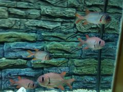 -北戴河圣蓝海洋公园