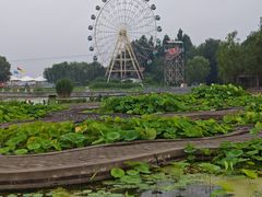 -白洋淀景区