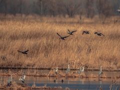 -野鸭湖国家湿地公园