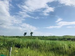 -张北坝上草原