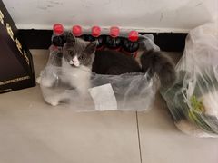 -全心全意连锁动物医院·微创中心·内科急重症·心脏专科(丰管路店)