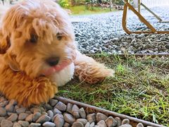 -J Create城市露营咖啡·简餐·宠物(上海动物园店)