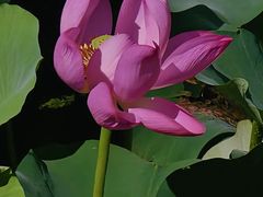 -贡湖湾湿地公园