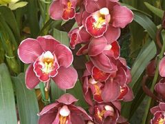 -三圣花乡旅游区