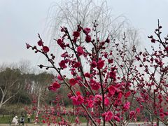 -梅花山(明孝陵内)