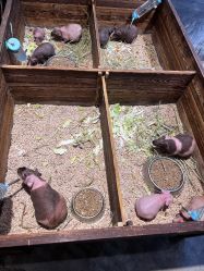 -酷嗒动物文化乐园(cutezoo西溪乐天城店)