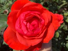 -亚龙湾国际玫瑰谷