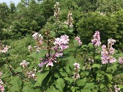 -白草畔自然风景区