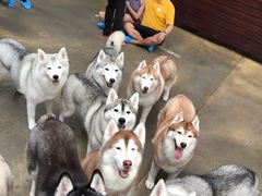 -TrueLove @ Neverland (Husky Cafe)