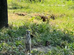 -合肥野生动物园