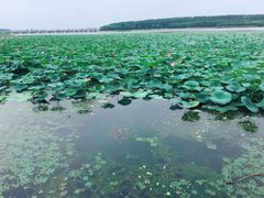 -丁香湖公园
