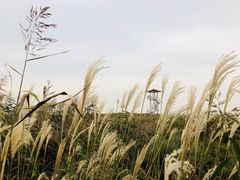 -青岛银沙滩