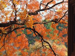 -八大山人梅湖景区