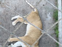 -西霞口神雕山野生动物世界